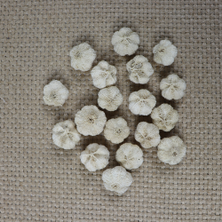Mini gebleekte pompoentjes wit 