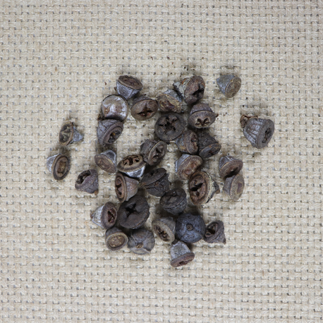 Eucalypthus bes 